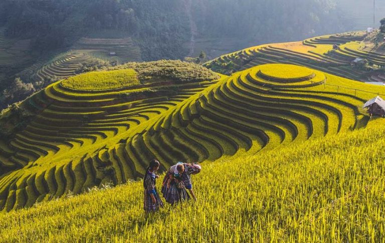 Trekking In Vietnam | 10 Best Routes & Guide | Conical Travel